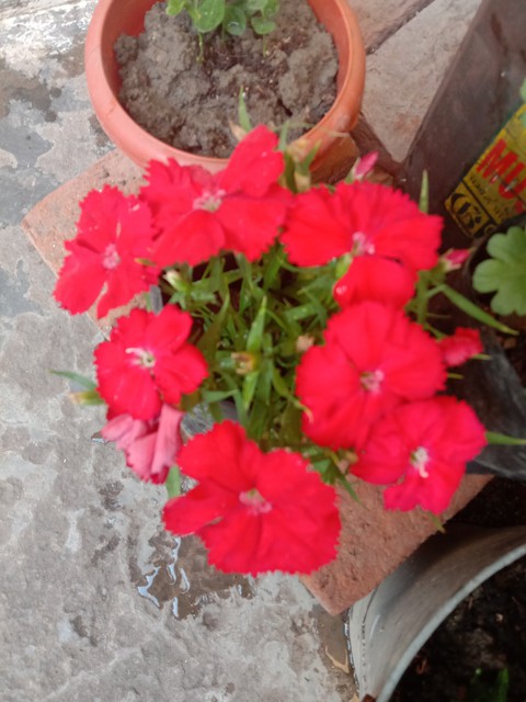 pampas