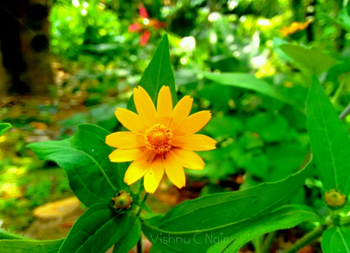 Flower