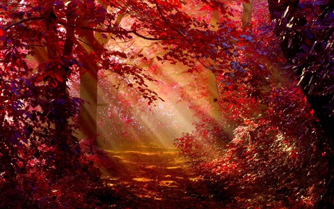 обои light, nature