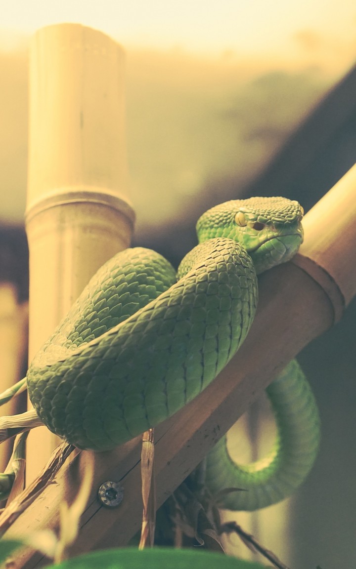 snake