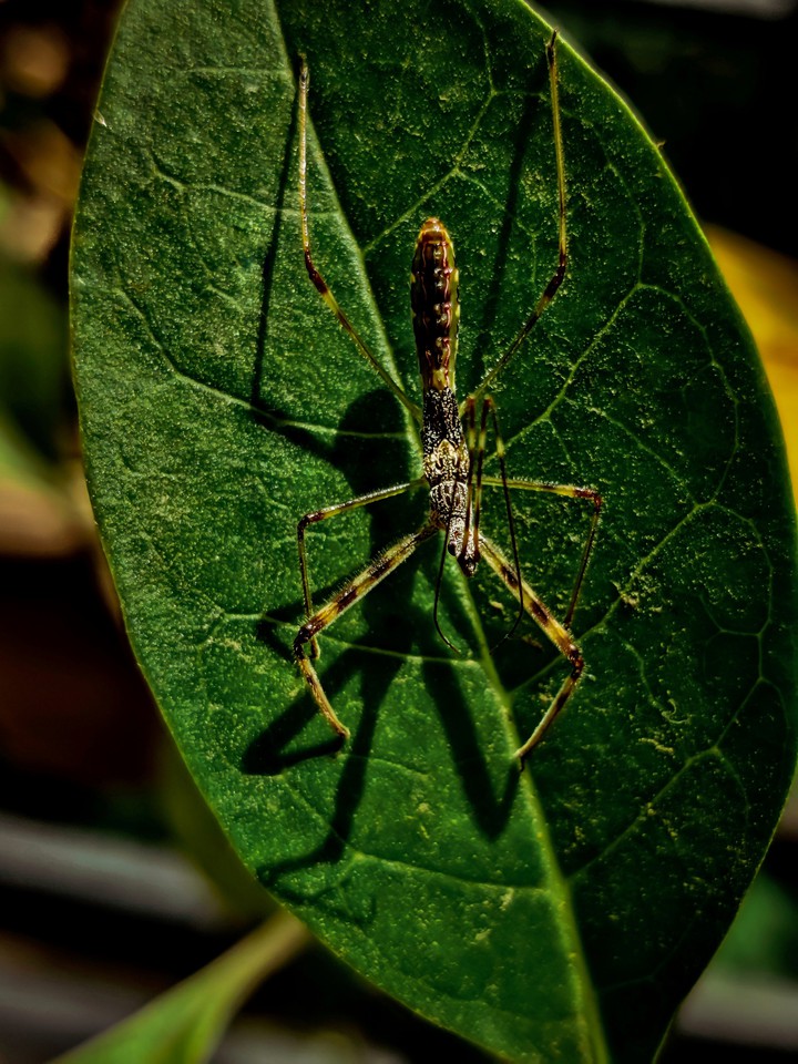 Nature ❤️❤️