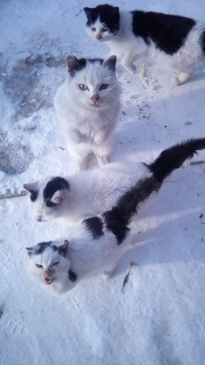 Кошечки