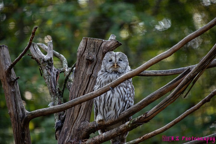 owls