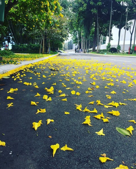 yellow flowers