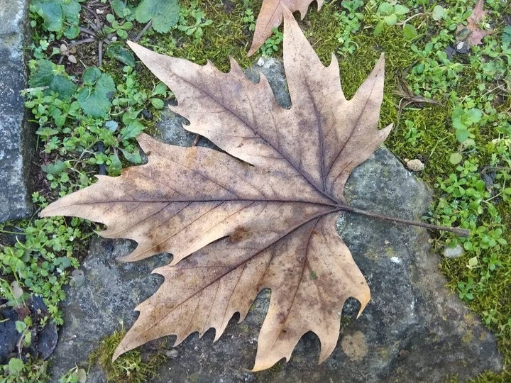 Fallen Leaf