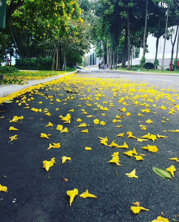 yellow flowers