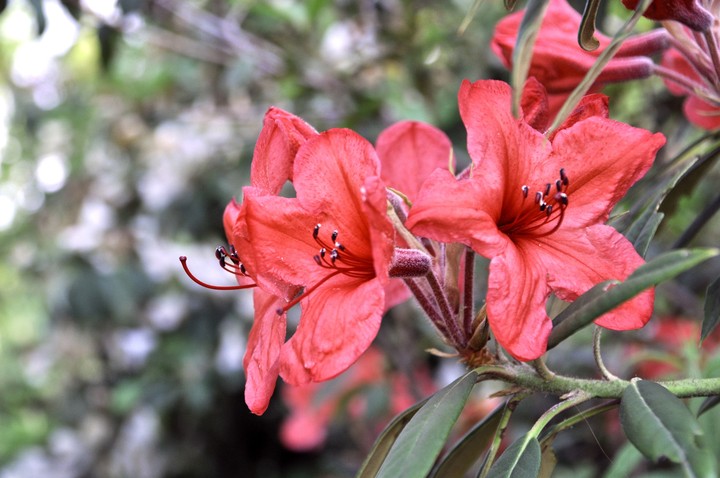 fleur rose