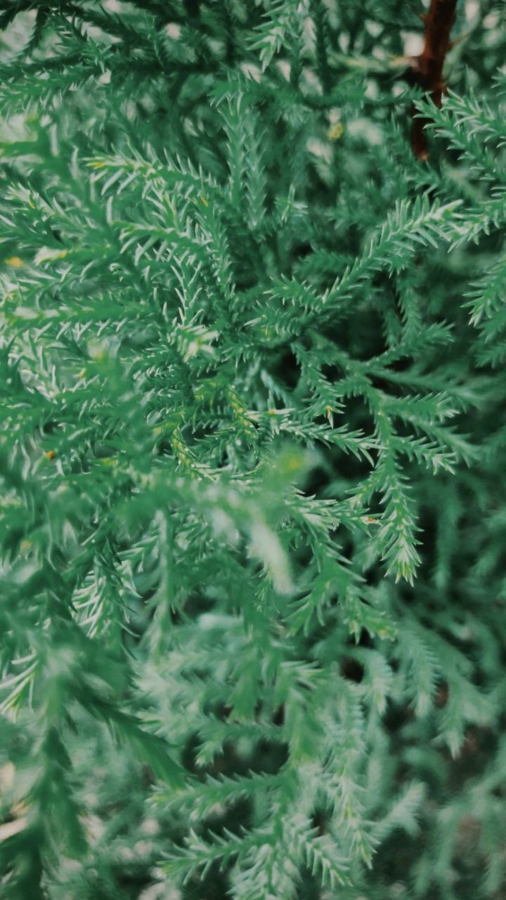 greenery
