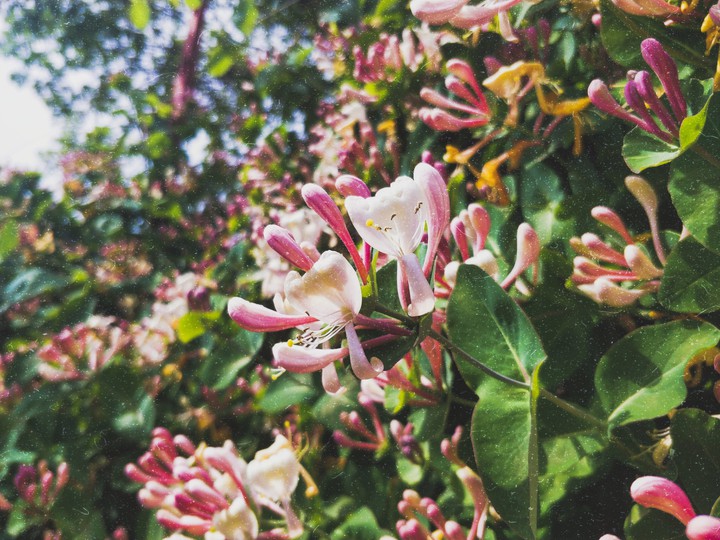 Spring morning