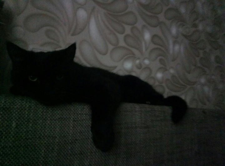 котик
