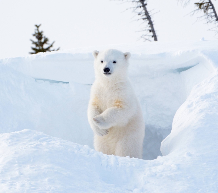 bear