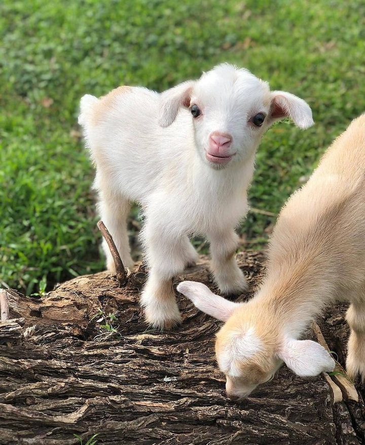 so cute goats