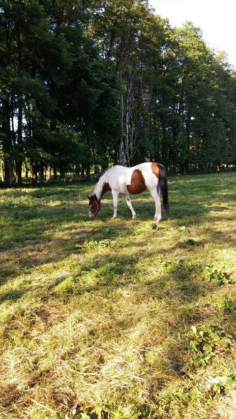 My little pony :)