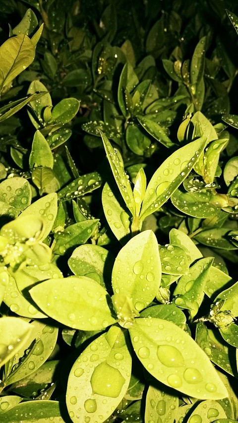 Rain
