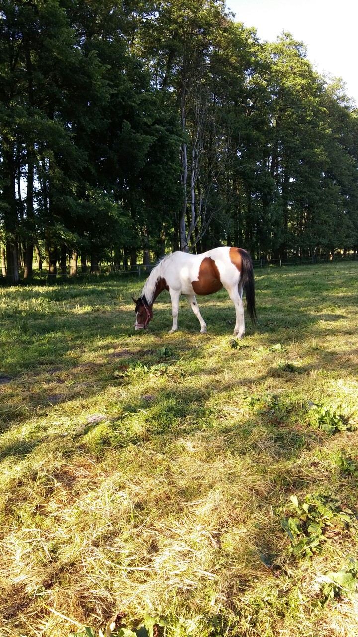 My little pony :)