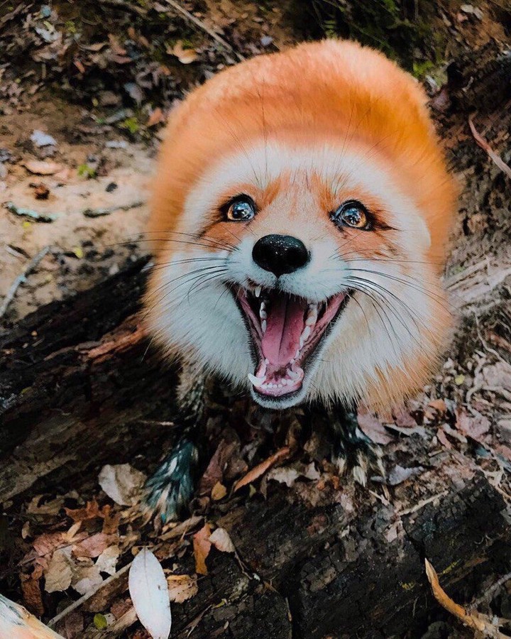 Лиса