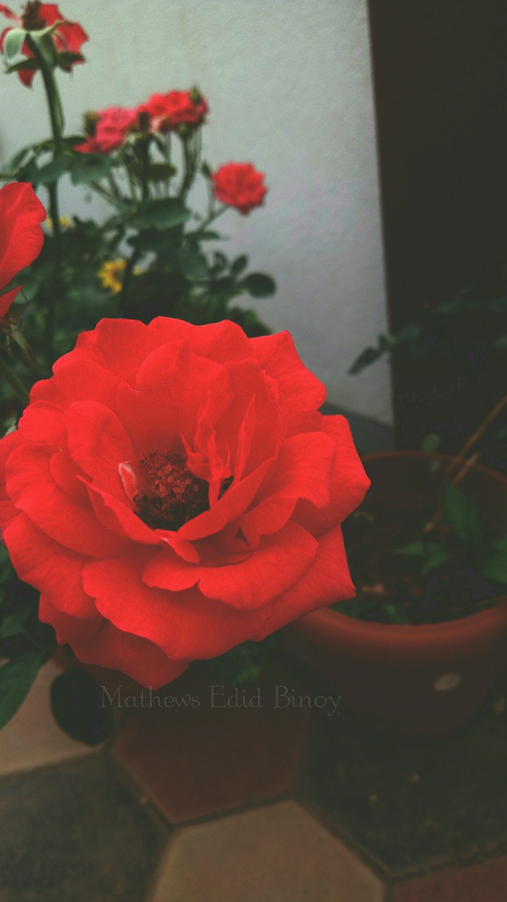 #red #flower #rose