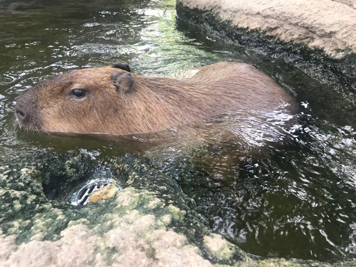 動物