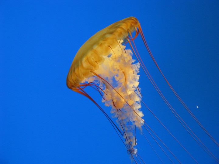 Jellyfish