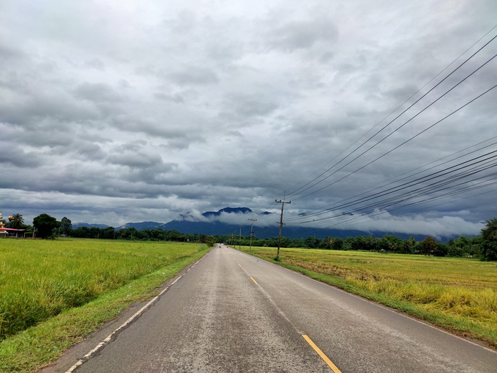 Rice tree, sky, road