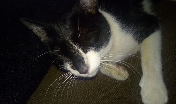gato a dormir