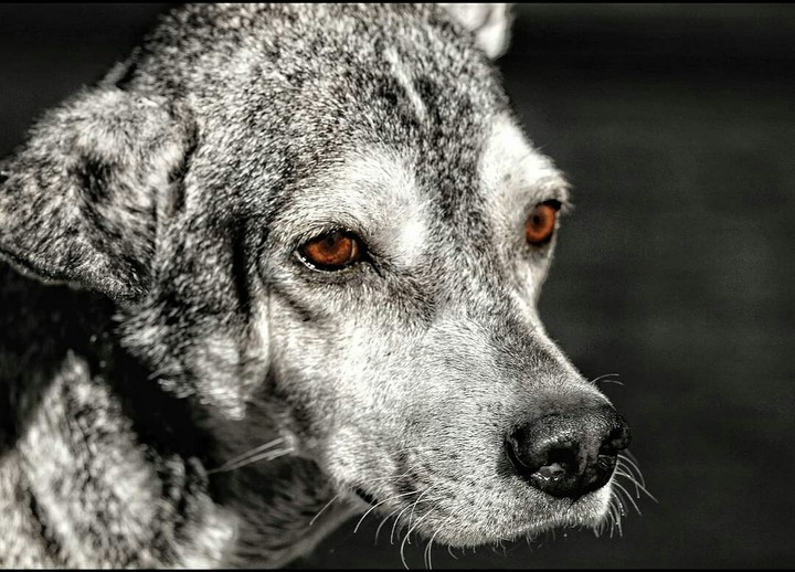 fiery furry