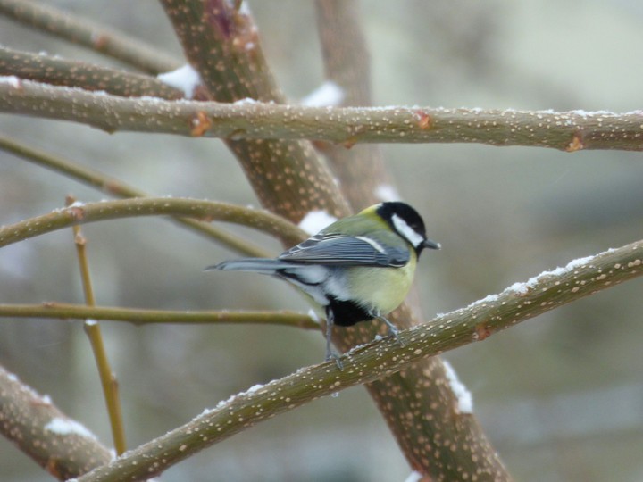 A small bird (great tit)