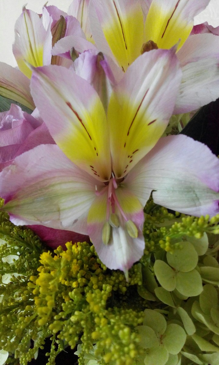 lily