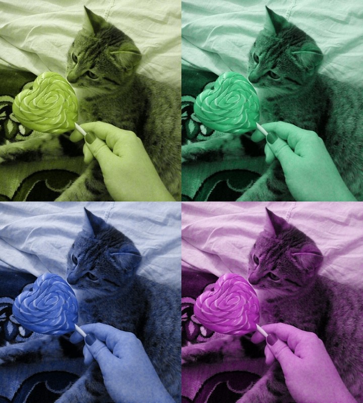 my lovely cat