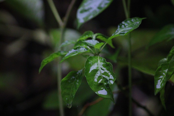 green plant