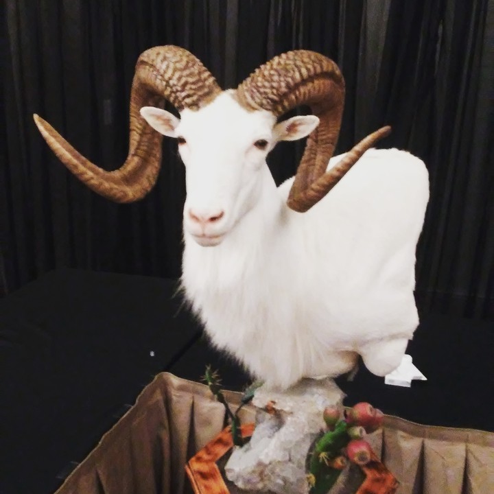 Ram