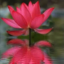 beautiful flower