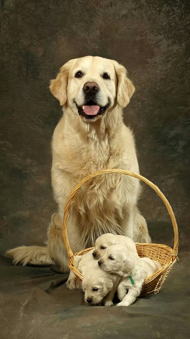 Dogs