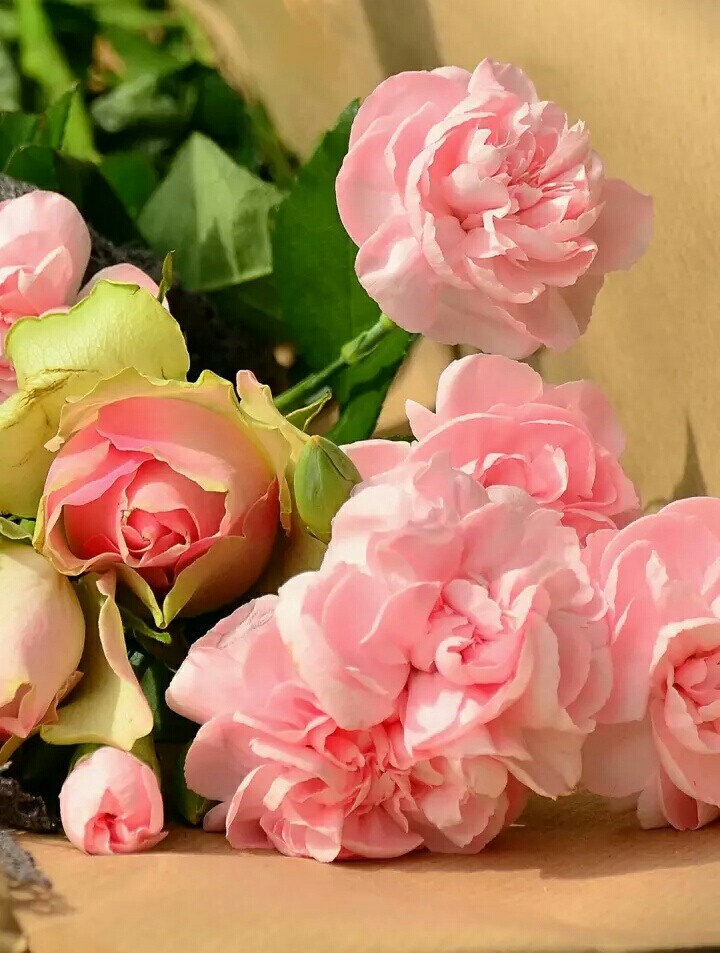 fresh pink roses