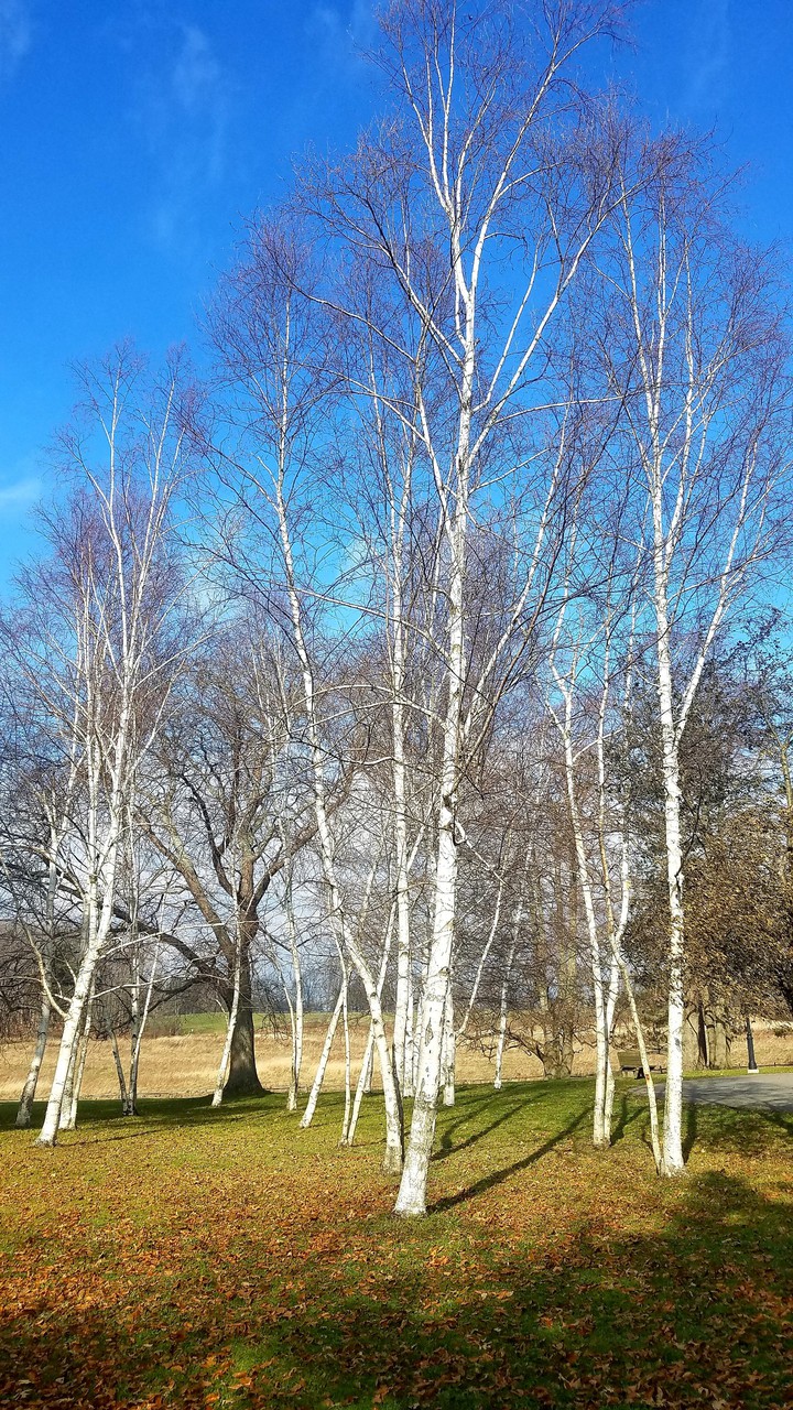 tree
