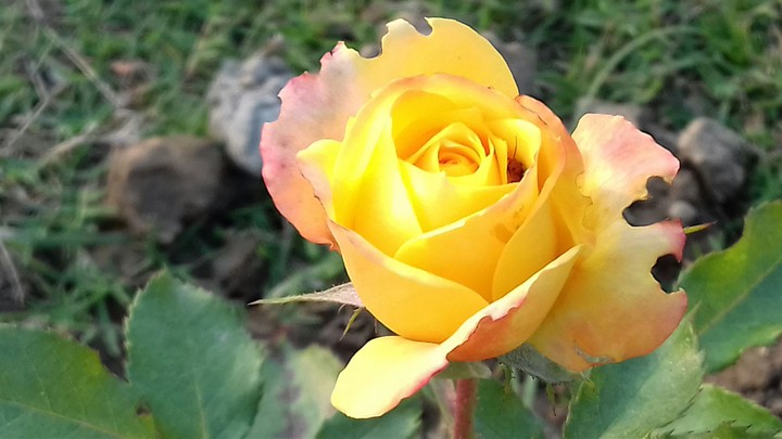 rose