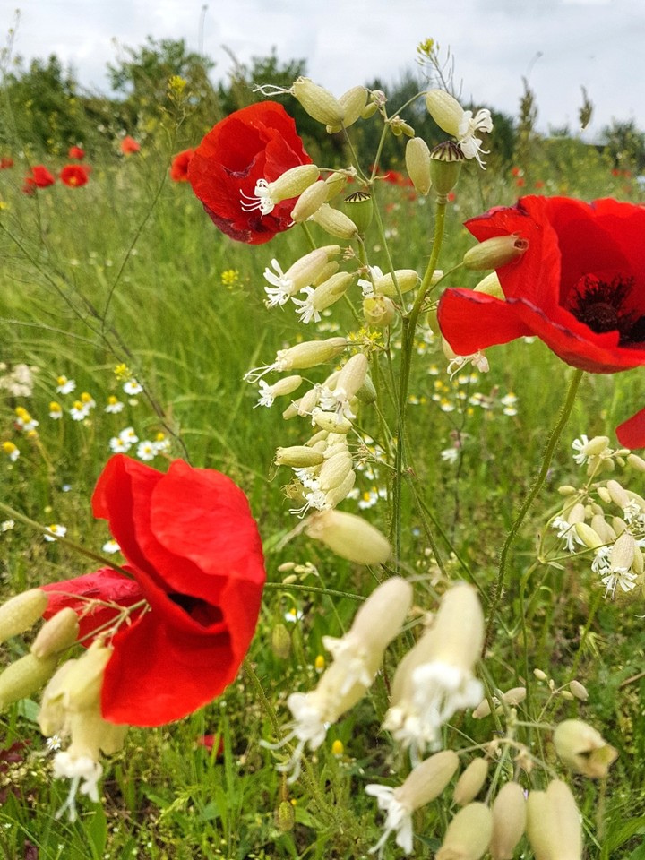 Spring Flowers