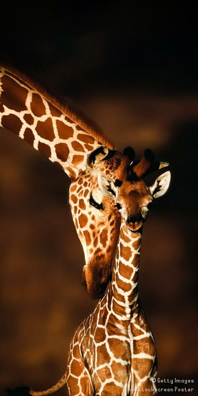 girrafe