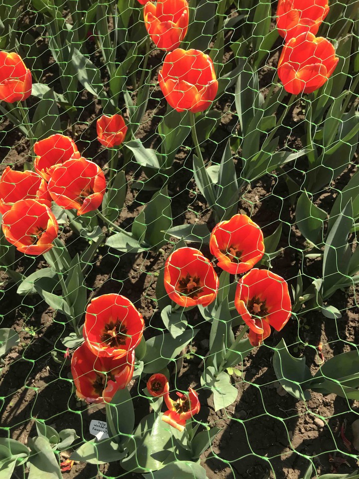 tulips