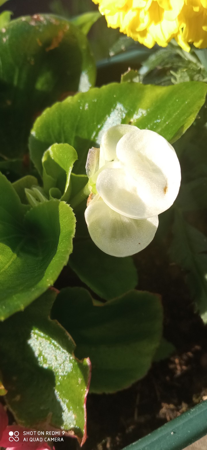 fleure