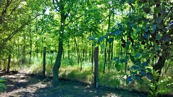 The Green