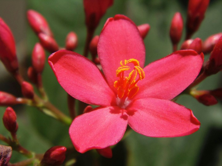 #Flower #Red #Stigma+Anthor#slyile #enviroment..