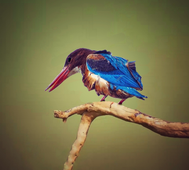Kingfisher