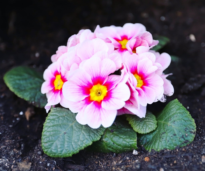 Pink Flower