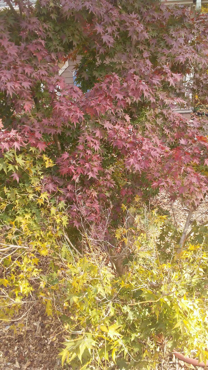 fall