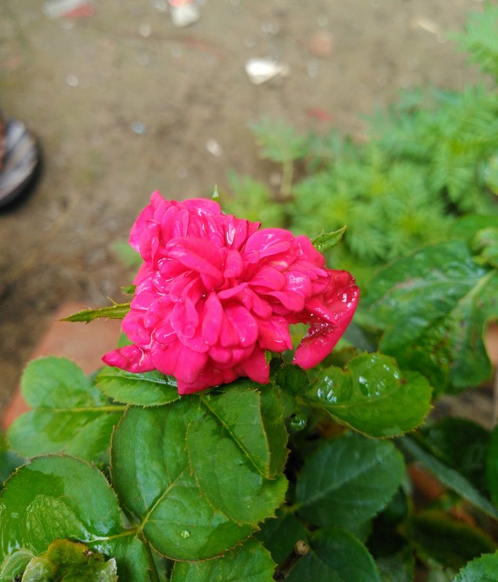Rose