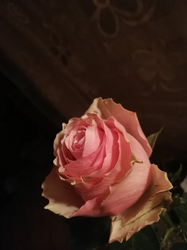 rose gift