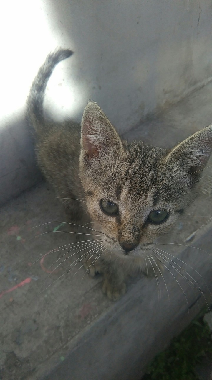 cat