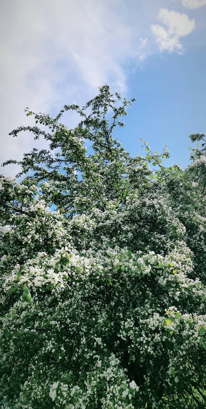 spring
