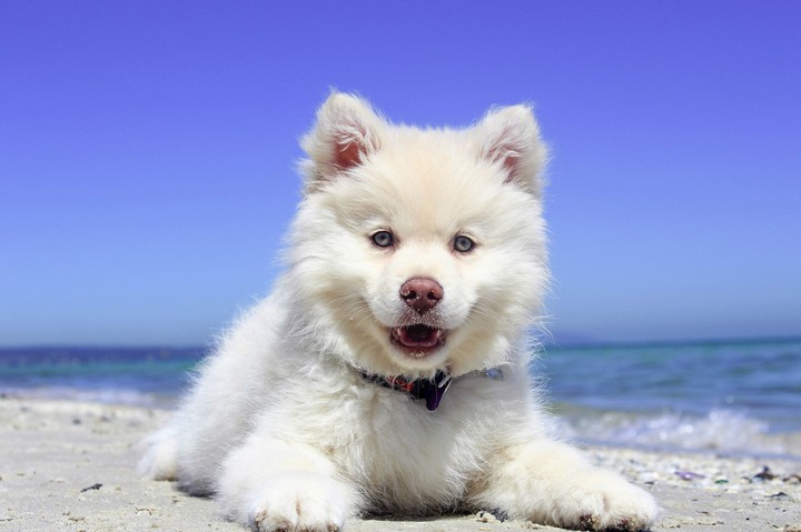 puppy